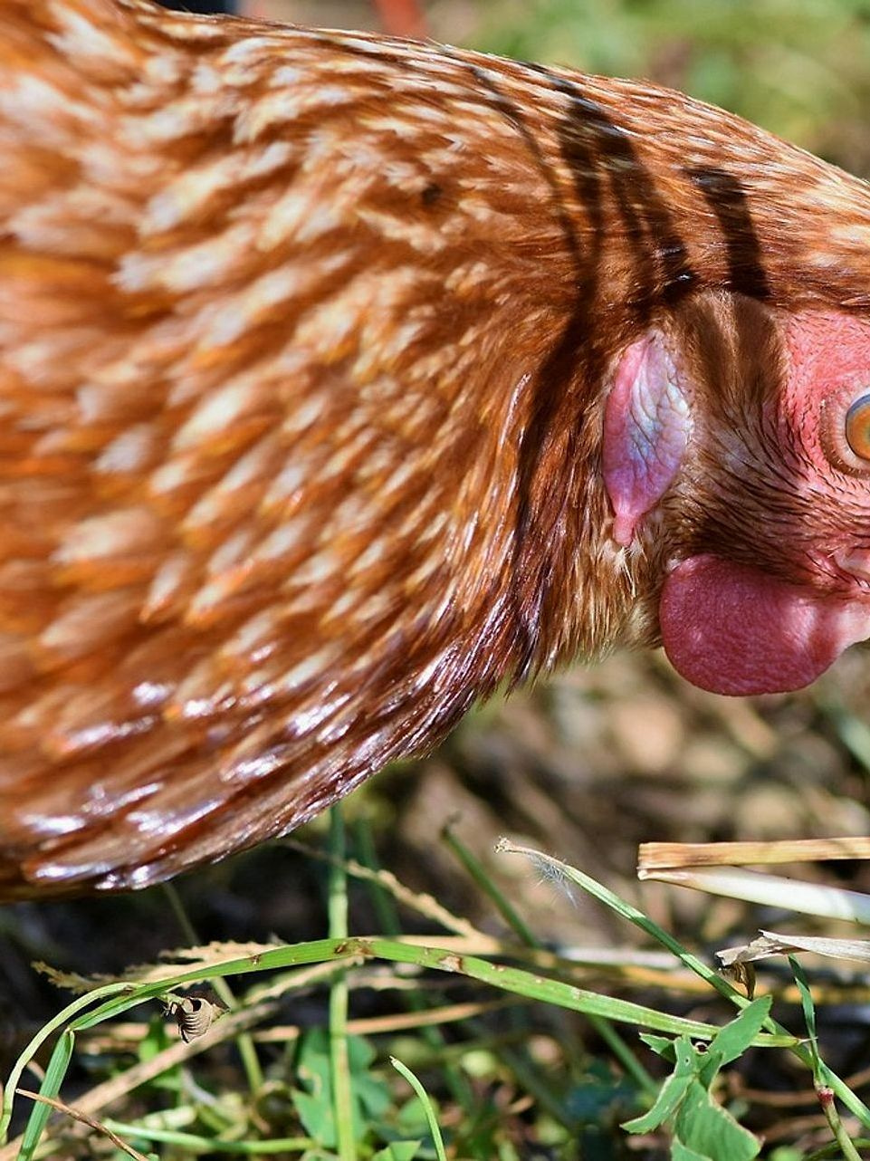 Kümese Alınacak Araçlar