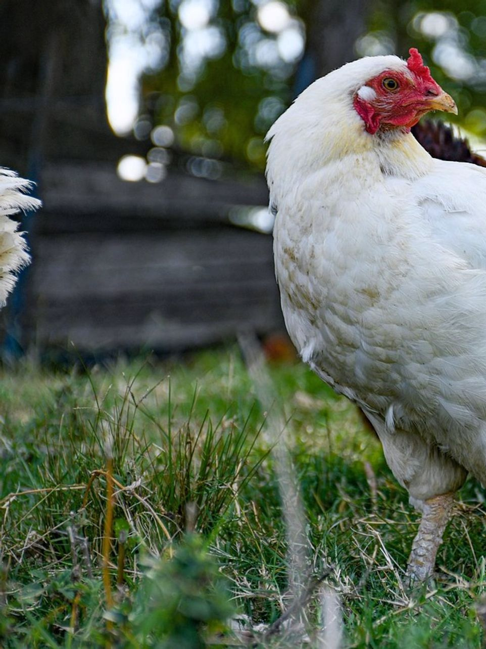 Yavru tavuklar için brooder kurulumu: ısı lambası, su ve yem sistemleri, talaş bedeni ve denetim prosedürleri ile başlangıç rehberi
